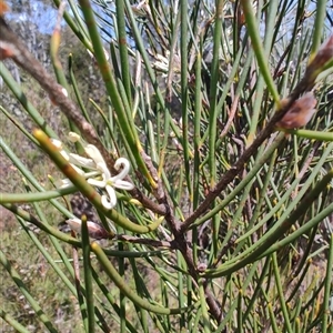 Hakea microcarpa at Moina, TAS - 6 Nov 2024 11:07 AM