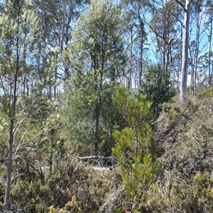 Hakea microcarpa at Moina, TAS - 6 Nov 2024