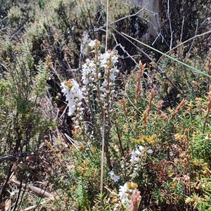 Leucopogon virgatus at Moina, TAS by LyndalT