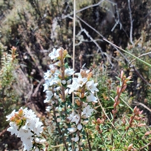 Epacris sp. at Moina, TAS - 6 Nov 2024