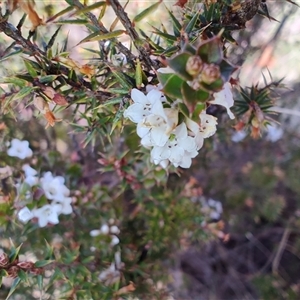 Epacris sp. at Moina, TAS - 6 Nov 2024