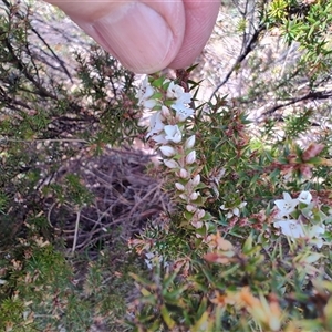 Epacris sp. at Moina, TAS - 6 Nov 2024