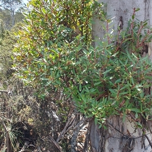 Tasmannia lanceolata at Moina, TAS - 6 Nov 2024