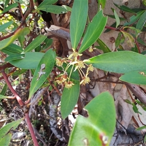 Tasmannia lanceolata at Moina, TAS - 6 Nov 2024