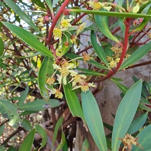 Tasmannia lanceolata at Moina, TAS - 6 Nov 2024