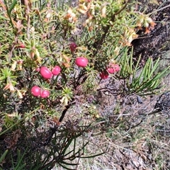 Unverified Other Shrub at Moina, TAS - 6 Nov 2024 by LyndalT