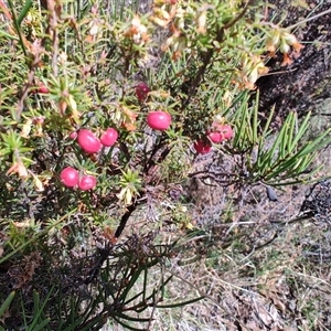 Unidentified Other Shrub at Moina, TAS by LyndalT