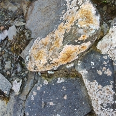 Unidentified Lichen, Moss or other Bryophyte at Cradle Mountain, TAS - 6 Nov 2024 by LyndalT