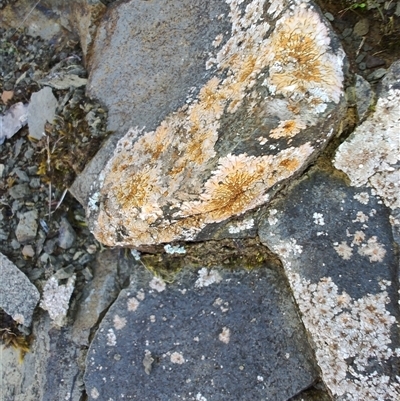 Unverified Lichen, Moss or other Bryophyte at Cradle Mountain, TAS - 6 Nov 2024 by LyndalT