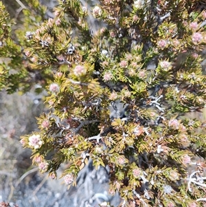 Melaleuca squamea at Cradle Mountain, TAS - 6 Nov 2024