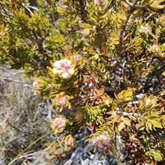 Melaleuca squamea at Cradle Mountain, TAS - 6 Nov 2024