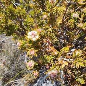 Melaleuca squamea at Cradle Mountain, TAS - 6 Nov 2024 12:57 PM
