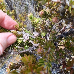 Melaleuca squamea at Cradle Mountain, TAS - 6 Nov 2024