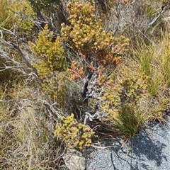 Melaleuca squamea at Cradle Mountain, TAS - 6 Nov 2024