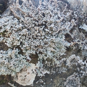 Unidentified Lichen, Moss or other Bryophyte at Cradle Mountain, TAS by LyndalT