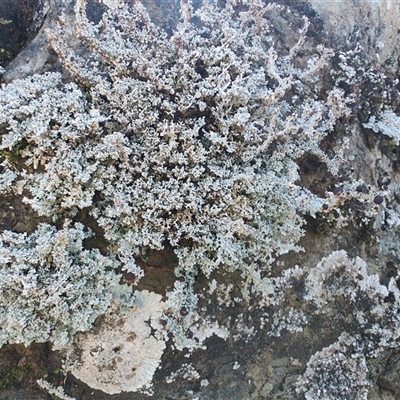 Unverified Lichen, Moss or other Bryophyte at Cradle Mountain, TAS - 6 Nov 2024 by LyndalT