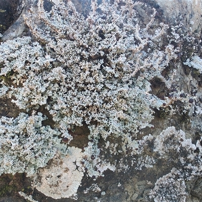 Unidentified Lichen, Moss or other Bryophyte at Cradle Mountain, TAS - 6 Nov 2024 by LyndalT