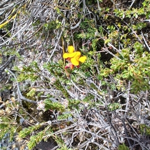 Unidentified Pea at Cradle Mountain, TAS by LyndalT