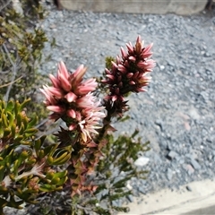 Sprengelia incarnata (Pink Swamp-heath) at Cradle Mountain, TAS - 6 Nov 2024 by LyndalT