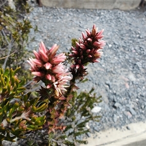 Sprengelia incarnata at Cradle Mountain, TAS - 6 Nov 2024