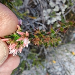 Sprengelia incarnata at Cradle Mountain, TAS - 6 Nov 2024