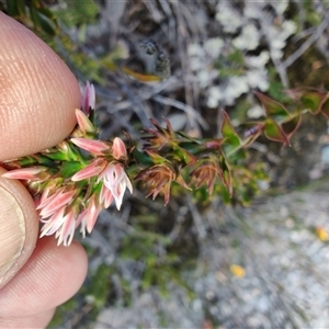 Sprengelia incarnata at Cradle Mountain, TAS - 6 Nov 2024