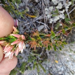 Sprengelia incarnata at Cradle Mountain, TAS - 6 Nov 2024