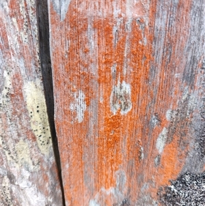 Unidentified Lichen, Moss or other Bryophyte at Lake Saint Clair, TAS by LyndalT