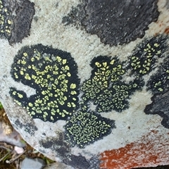 Unidentified Lichen, Moss or other Bryophyte at Lake Saint Clair, TAS - 6 Nov 2024 by LyndalT