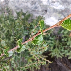 Nothofagus cunninghamii (Myrtle Beech) at Cradle Mountain, TAS - 6 Nov 2024 by LyndalT