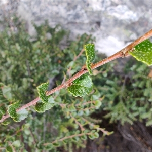 Nothofagus cunninghamii (Myrtle Beech) at Cradle Mountain, TAS by LyndalT