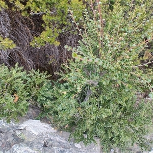 Nothofagus cunninghamii at Cradle Mountain, TAS - 6 Nov 2024