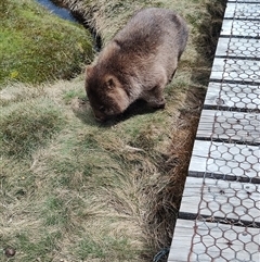 Vombatus ursinus (Common wombat, Bare-nosed Wombat) at Cradle Mountain, TAS - 6 Nov 2024 by LyndalT