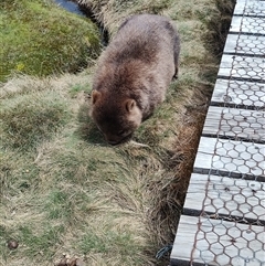 Vombatus ursinus at Cradle Mountain, TAS - 6 Nov 2024 01:48 PM