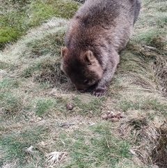 Vombatus ursinus at Cradle Mountain, TAS - 6 Nov 2024 01:48 PM