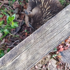 Tachyglossus aculeatus at Cradle Mountain, TAS - 6 Nov 2024