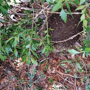 Tachyglossus aculeatus at Cradle Mountain, TAS - 6 Nov 2024