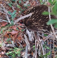 Tachyglossus aculeatus at Cradle Mountain, TAS - 6 Nov 2024