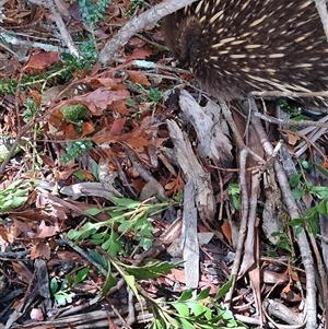 Tachyglossus aculeatus at Cradle Mountain, TAS - 6 Nov 2024