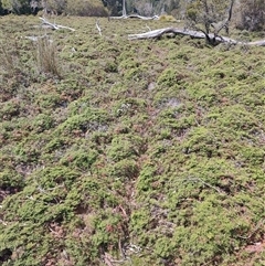 Gleichenia alpina (Alpine coralfern) at Cradle Mountain, TAS - 6 Nov 2024 by LyndalT