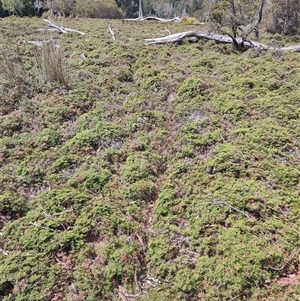 Gleichenia microphylla at Cradle Mountain, TAS by LyndalT