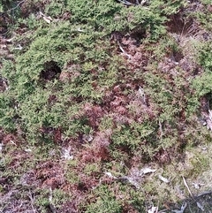 Gleichenia alpina at Cradle Mountain, TAS - 6 Nov 2024 02:27 PM