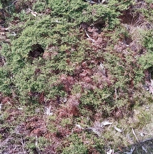 Gleichenia alpina at Cradle Mountain, TAS - 6 Nov 2024 02:27 PM