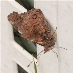 Vanessa itea (Yellow Admiral) at Freshwater Creek, VIC - 2 Nov 2024 by WendyEM