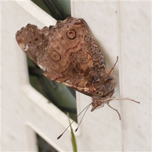 Vanessa itea at Freshwater Creek, VIC - 3 Nov 2024 10:47 AM