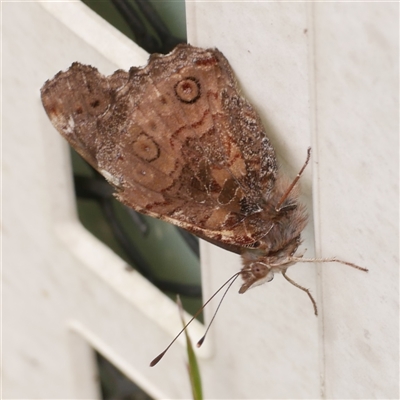 Vanessa itea (Yellow Admiral) at Freshwater Creek, VIC - 2 Nov 2024 by WendyEM