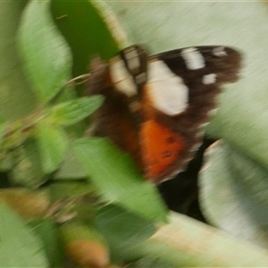 Vanessa itea at Freshwater Creek, VIC - 3 Nov 2024