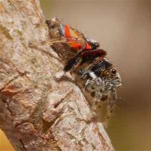 Maratus pavonis at Freshwater Creek, VIC - 3 Nov 2024