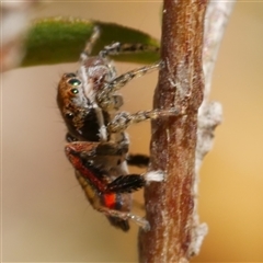 Maratus pavonis at Freshwater Creek, VIC - suppressed