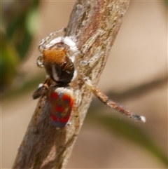 Maratus pavonis at Freshwater Creek, VIC - 3 Nov 2024